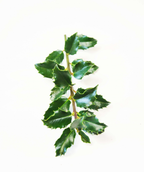 Blue Princess Holly closeup of glossy, pointy,  dark green foliage