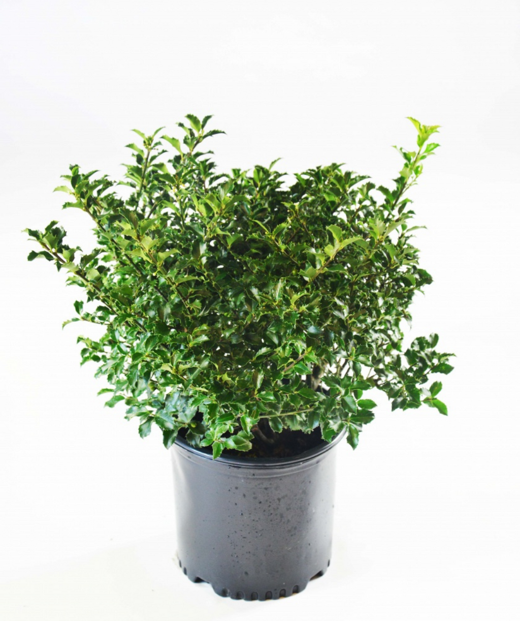 Blue Princess Holly potted plant with dark green, pointy foliage