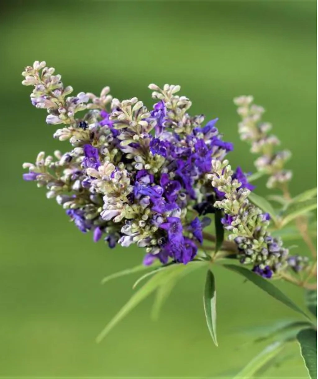 Close up of Blue Puffball Chaste Shrub flowers, small clusters of small purple-blue colored flowers