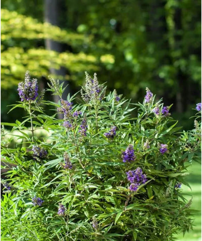 Blue Puffball Chaste Shrub planted in a landscape, small clusters of small purple-blue flowers emerging from green narrow leaf foliage