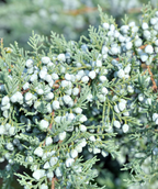 Blue Rug Juniper in Bulk