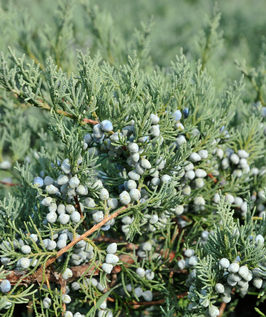 Blue Rug Juniper in Bulk Bower & Branch
