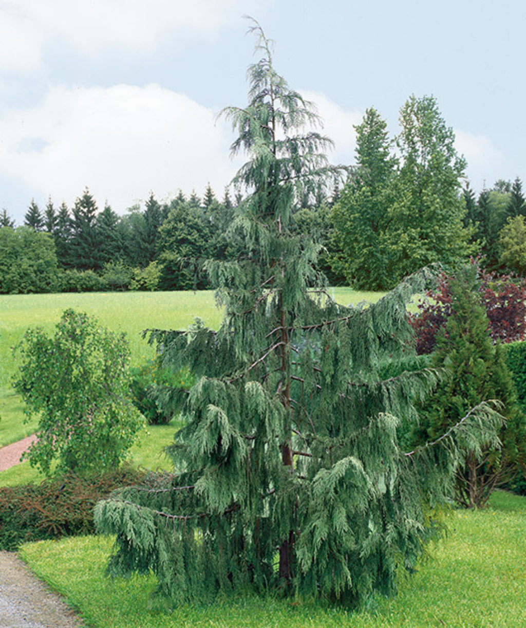Blue Weeping Alaskan Cedar planted in a landscape, slightly pyramidal shaped with almost vertical branching, the soft needles on this tree are a blue green color that keep their color and needles all year