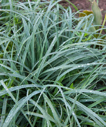 Close up of Blue Zinger Sedge planted in a landscape, long blue-green grass like foliage