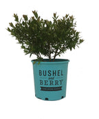 Blueberry Glaze Blueberry product shot on white, mostly upright round growing shrub with small green conical shaped foliage