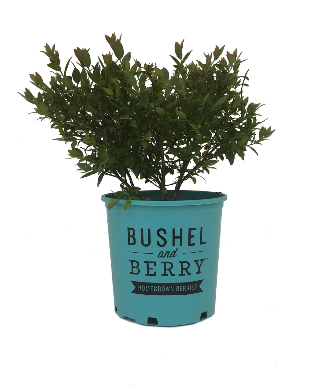 Blueberry Glaze Blueberry product shot on white, mostly upright round growing shrub with small green conical shaped foliage