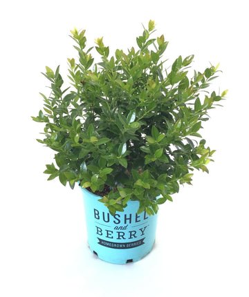 Blueberry Glaze® Blueberry | Bower & Branch