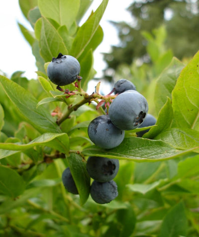 Close up of Bluecrop Highbush Blueberry fruit, several ripe blueberries ready for picking, hanging on a green stem surrounded by green foliage