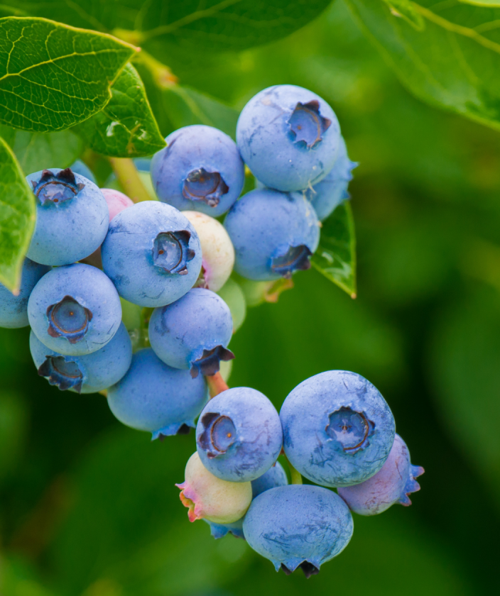Blueray Highbush Blueberry berries