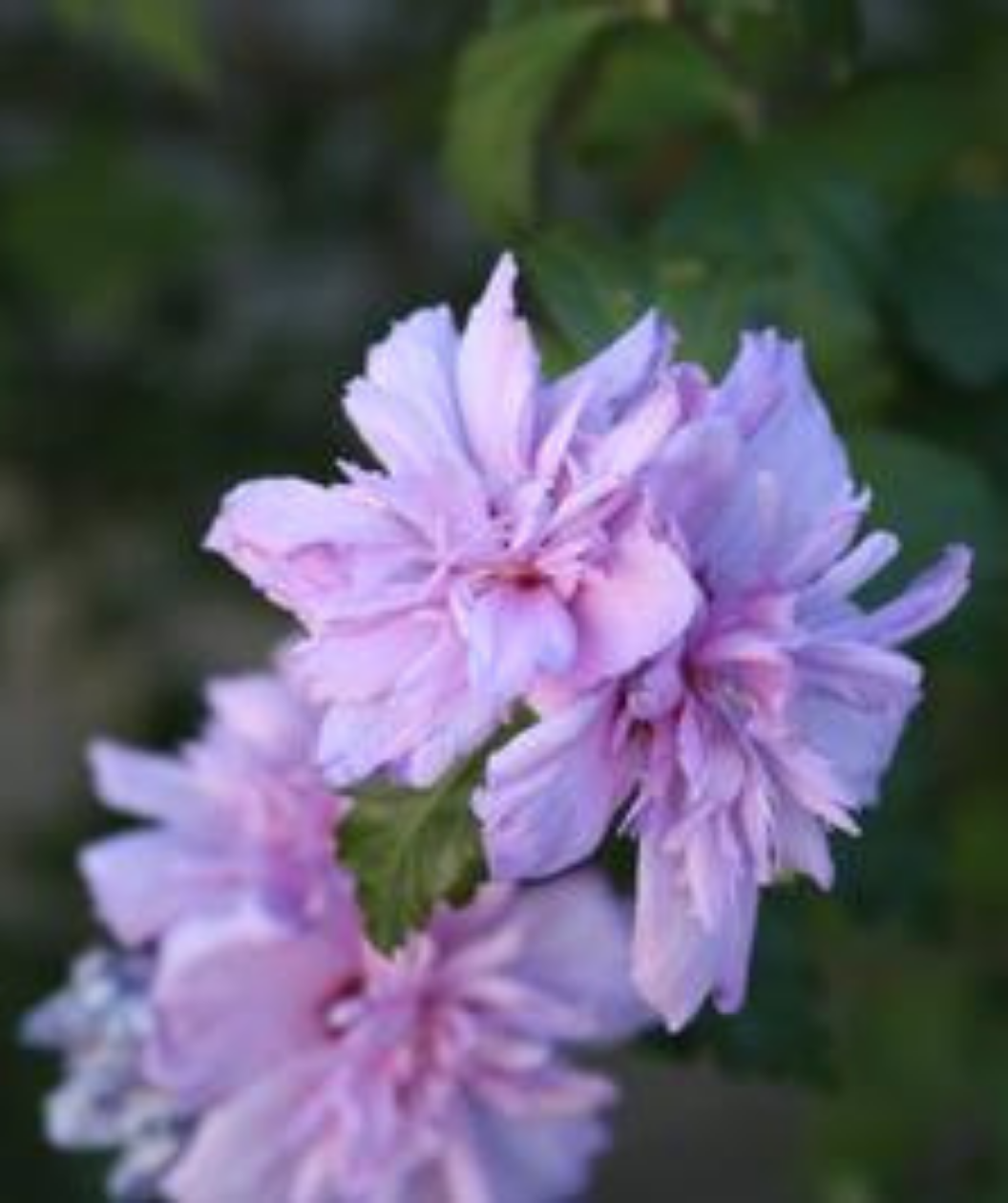 A closeup of the light pink, double blooms of the Blushing Bride Rose of Sharon