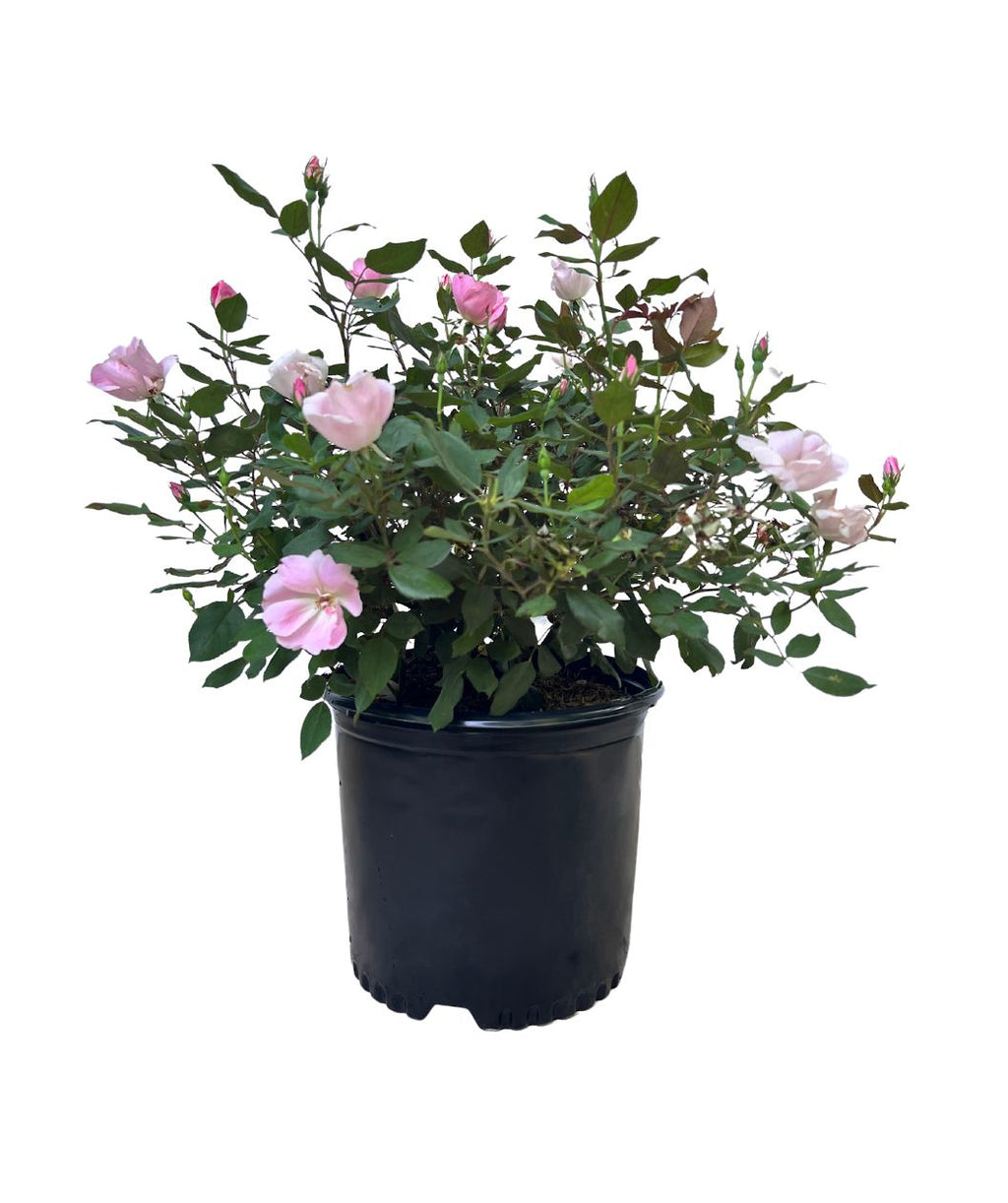 Knock Out Blushing Rose on white, medium sized pastel pink flowers with a warm yellow center emerging from its dark green foliage
