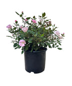 Knock Out Blushing Rose on white, medium sized pastel pink flowers with a warm yellow center emerging from its dark green foliage
