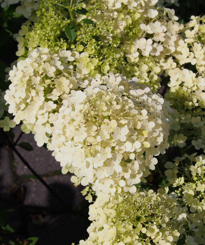 A closeup of the bright white flowers of the Bobo Hydrangea