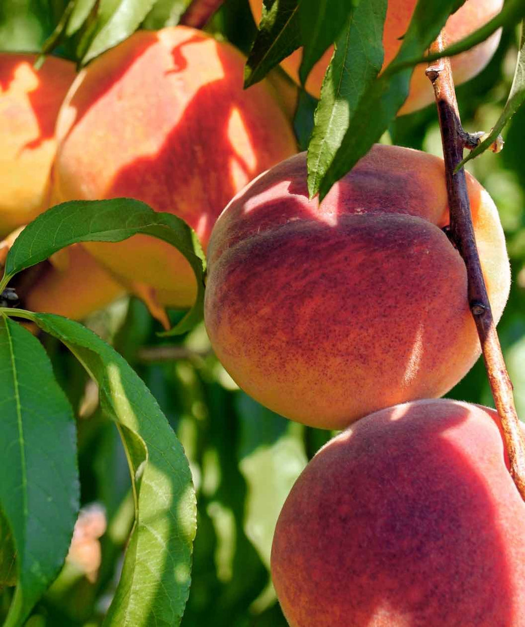 Bonanza Peach orange-red fruits