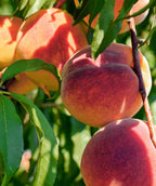 Bonanza Peach orange-red fruits