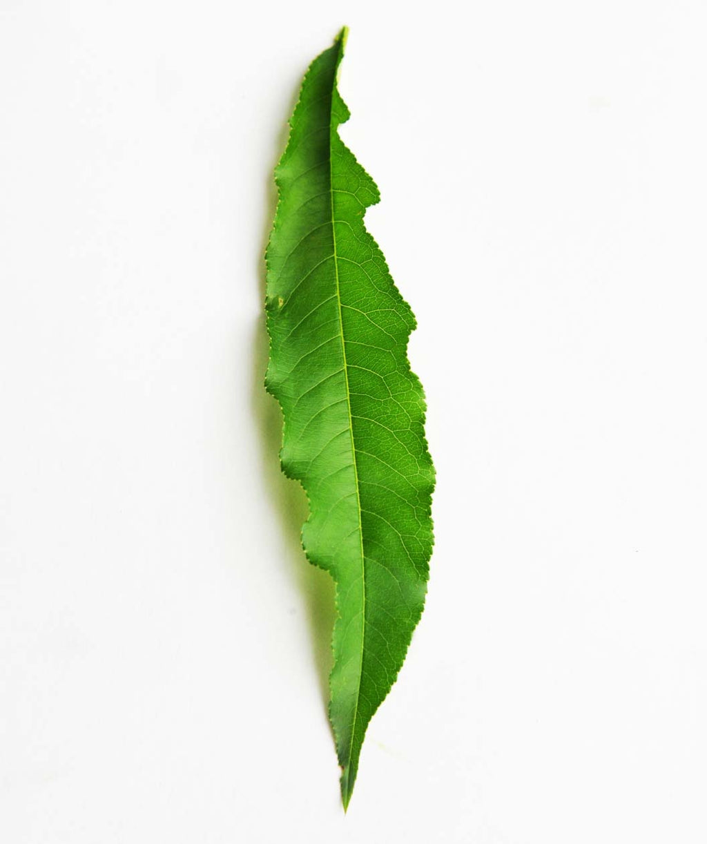 Bonanza Peach green leaf on white