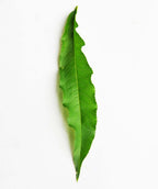 Bonanza Peach green leaf on white