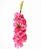 Bonanza Peach pink flowers