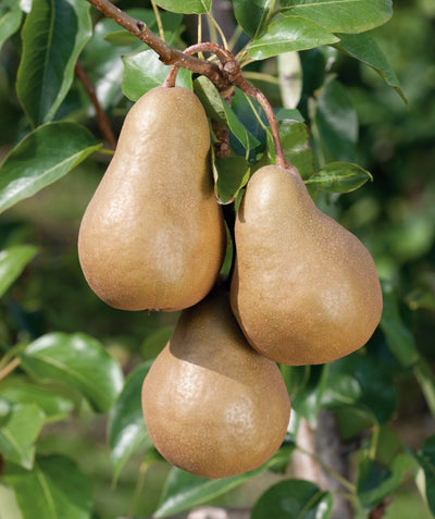Close up of Bosc European Pear, three tan-brown colored pears growing on a tree