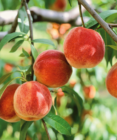 Close up of Bounty Peach, several round fuzzy red-orange fruits