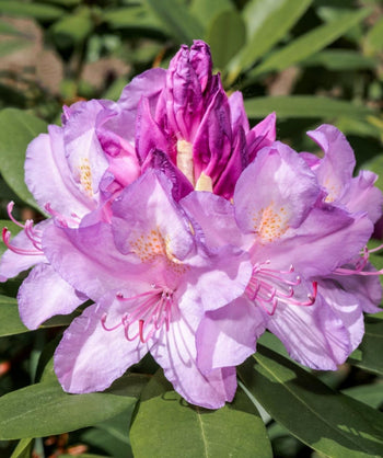 Close up of Boursault Rhododendron flowers, a cluster of medium sized lavender colored flowers emerging from long green oval shaped foliage