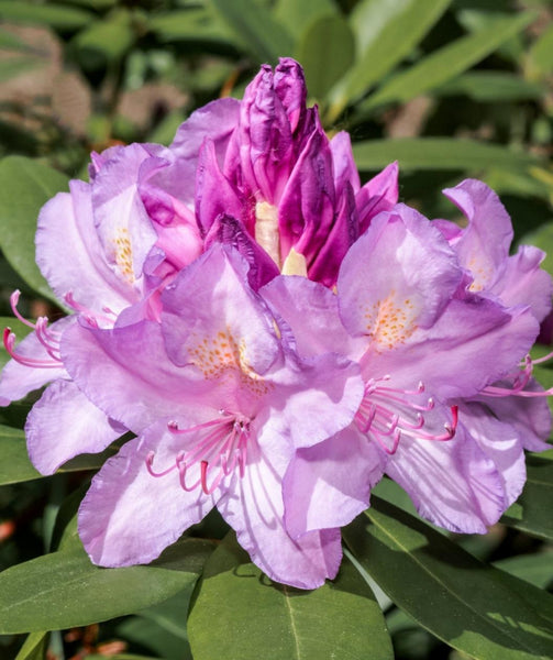 rhododendron burletta Boursault Rhododendron