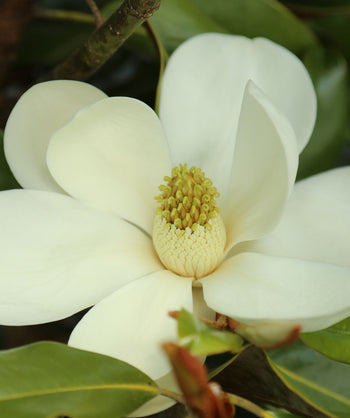 A closeup of the very large, pure white blooms of the Bracken's Brown Beauty Southern Magnolia, sitting on the dark green leaves 