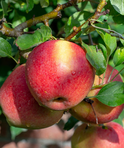 Close up of Braeburn Apple, several round red apples with yellow blush growing on a tree with green conical shaped foliage