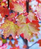 Brandywine Red Maple leaves transitioning from green to the brilliant red fall color