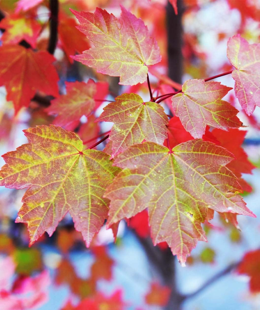Brandywine Red Maple leaves transitioning from green to the brilliant red fall color