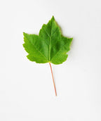 A singular green leaf of the Brandywine Red Maple