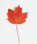 A singular fiery red Brandywine Red Maple leaf in fall color