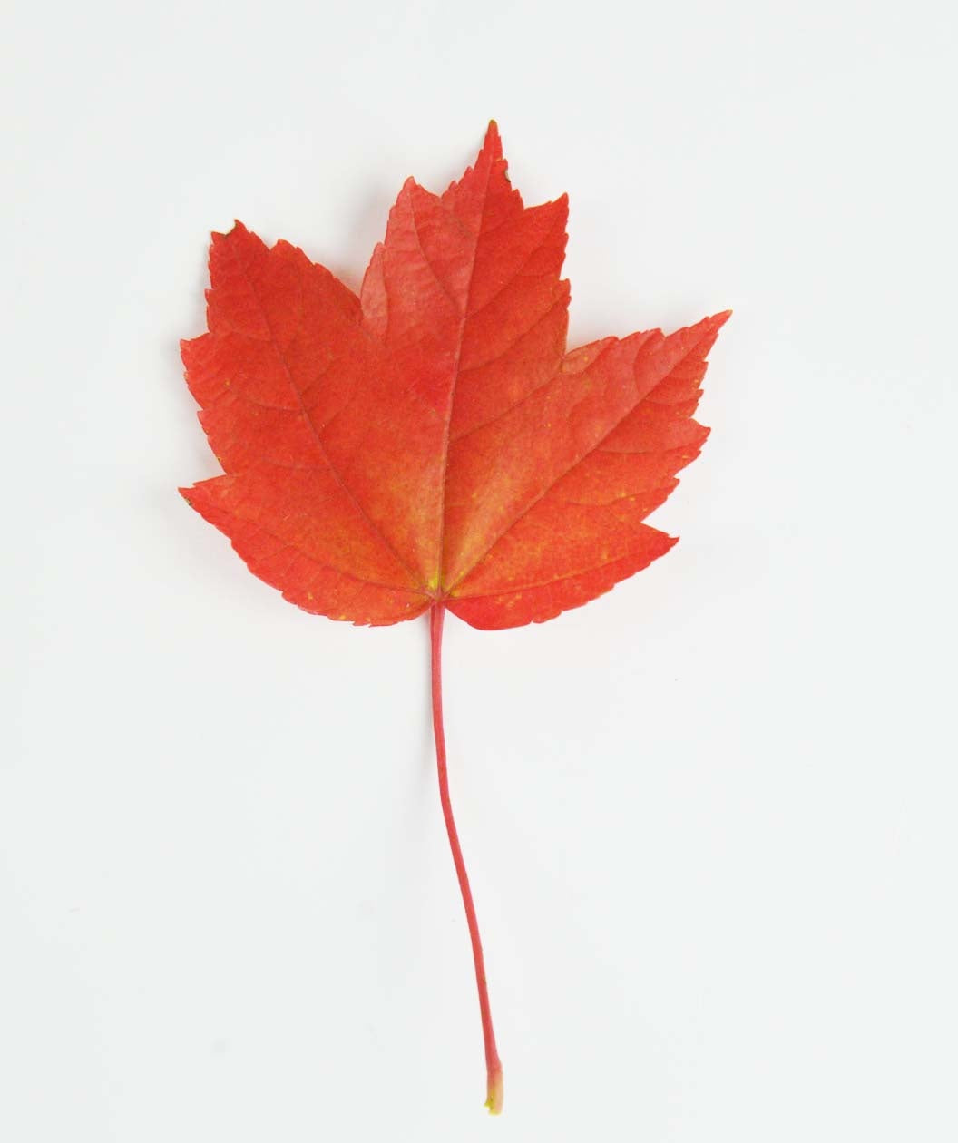 A singular fiery red Brandywine Red Maple leaf in fall color