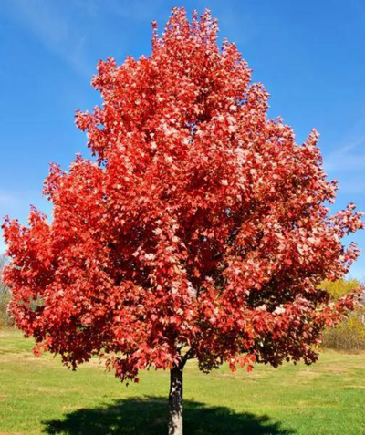 A large Brandywine Red Maple planted in an open field showing off its blazing red fall color