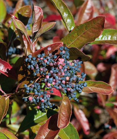 A close up of the vivid pink and dark blue berries of the Brandywine Viburnum against the green and red fall foliage