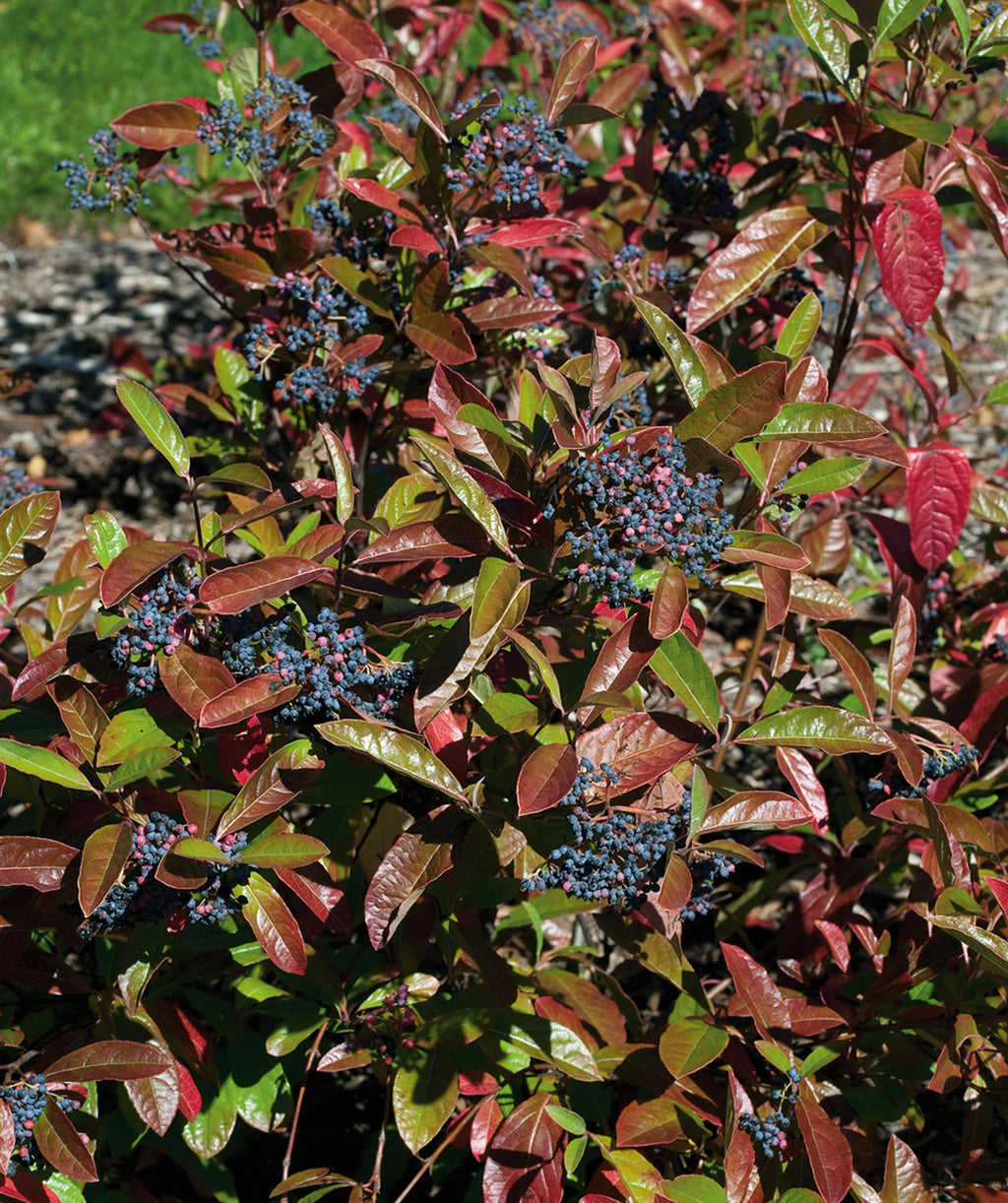 The vivid pink and dark blue berries of the Brandywine Viburnum against the green and red fall foliage