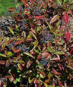 The vivid pink and dark blue berries of the Brandywine Viburnum against the green and red fall foliage