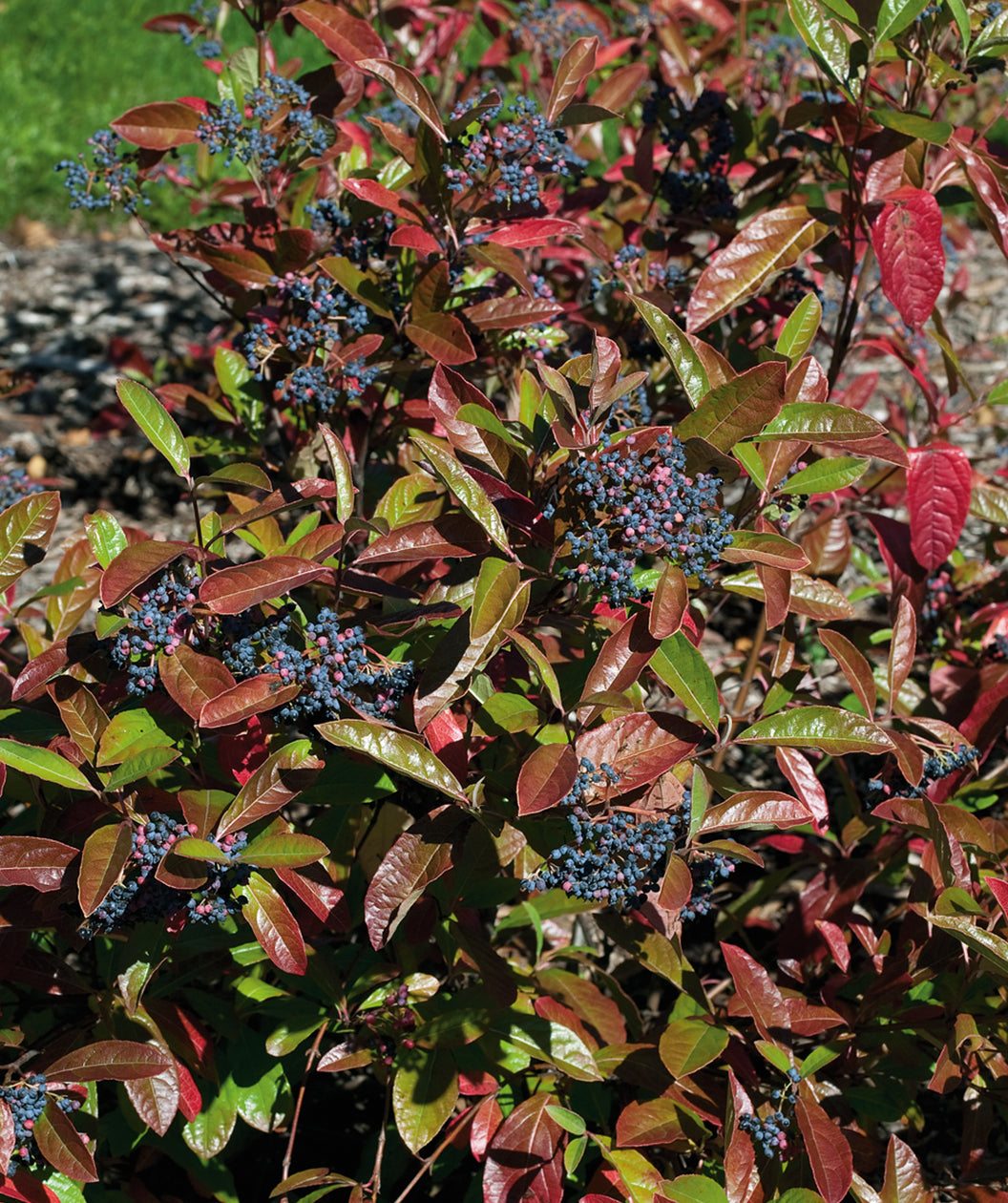 The vivid pink and dark blue berries of the Brandywine Viburnum against the green and red fall foliage