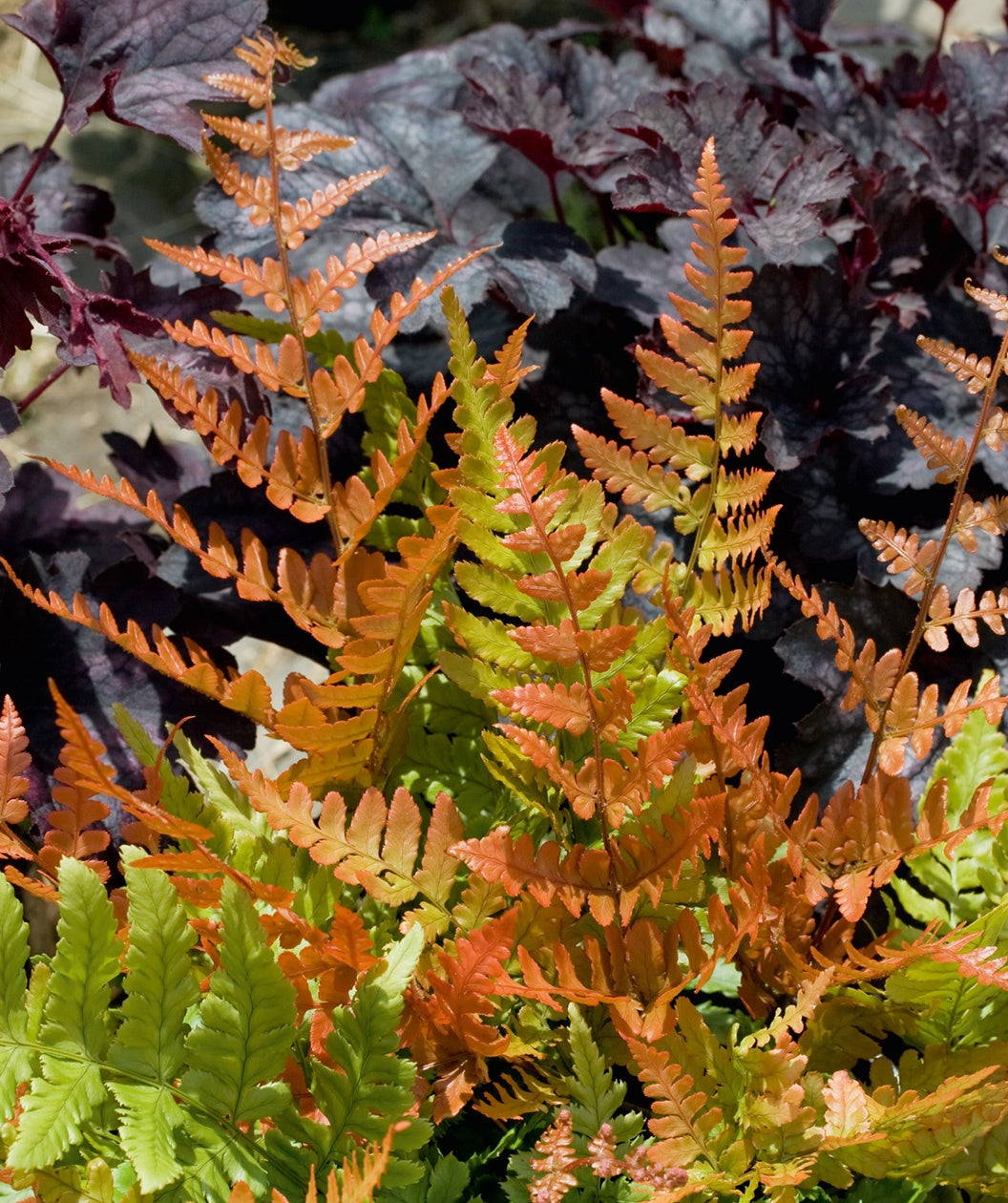 Close up of Brilliance Autumn Fern foliage, light green and orange foliage emerging on light green and orange stems