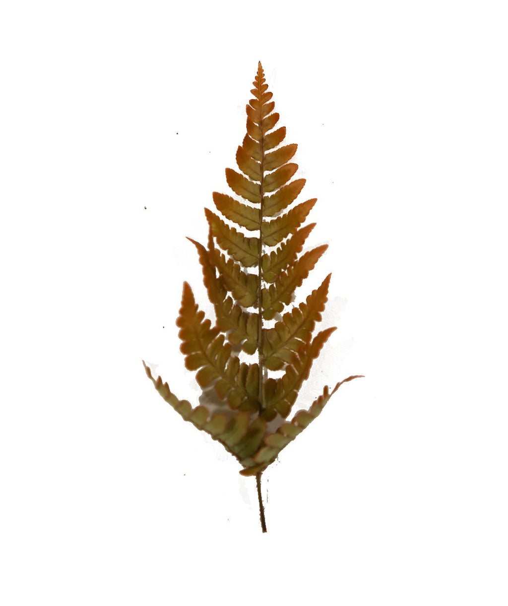Brilliance Autumn Fern foliage on white, orange and green foliage on an orangish colored stem