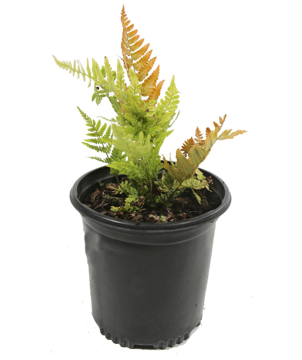 Brilliance Autumn Fern product shot on white, green and orange foliage emerging from a nursery pot