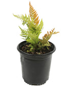 Brilliance Autumn Fern product shot on white, green and orange foliage emerging from a nursery pot