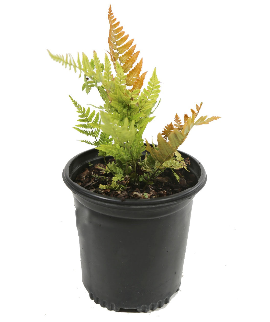 Brilliance Autumn Fern product shot on white, green and orange foliage emerging from a nursery pot