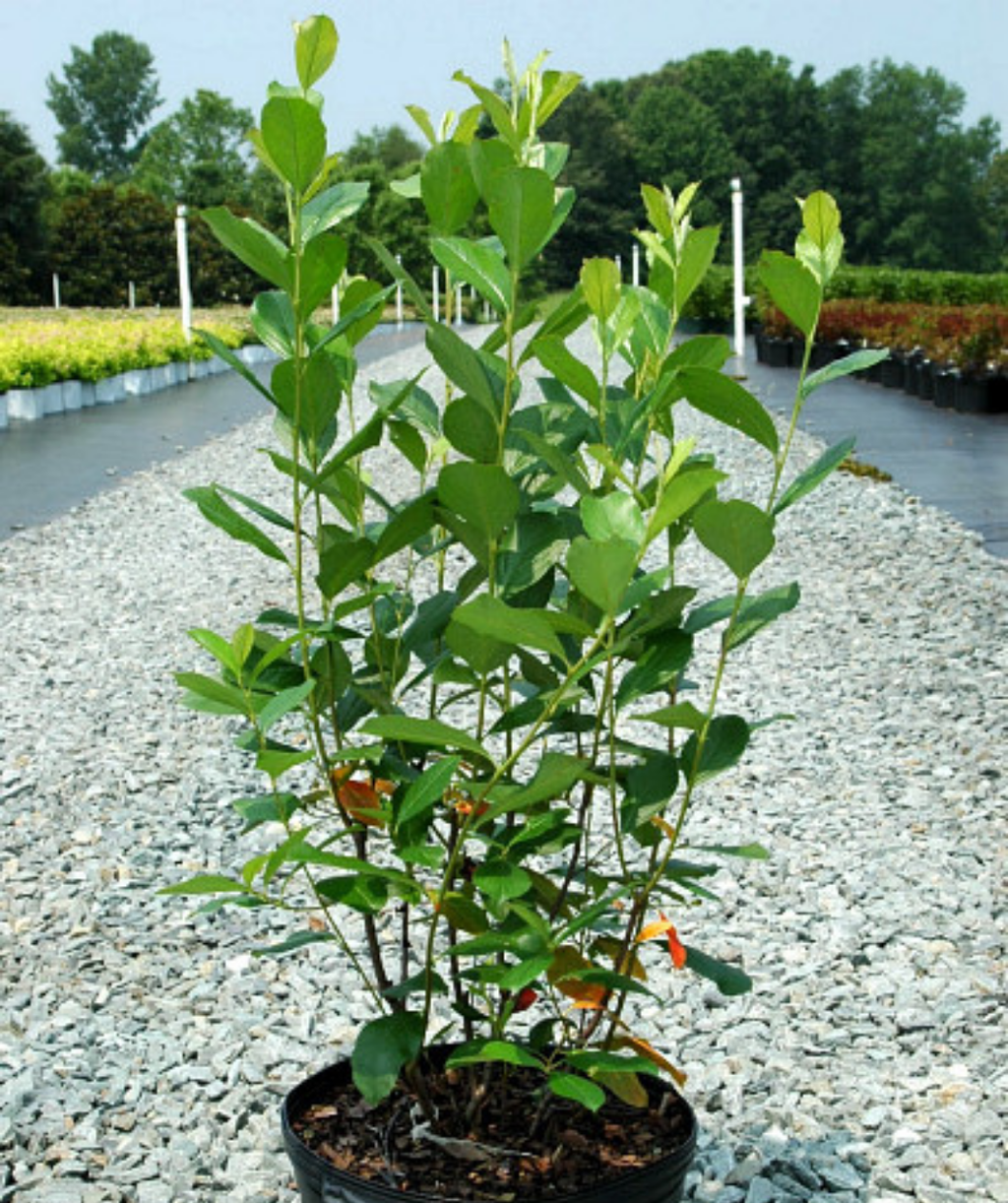 Brilliant Red Chokeberry potted plant