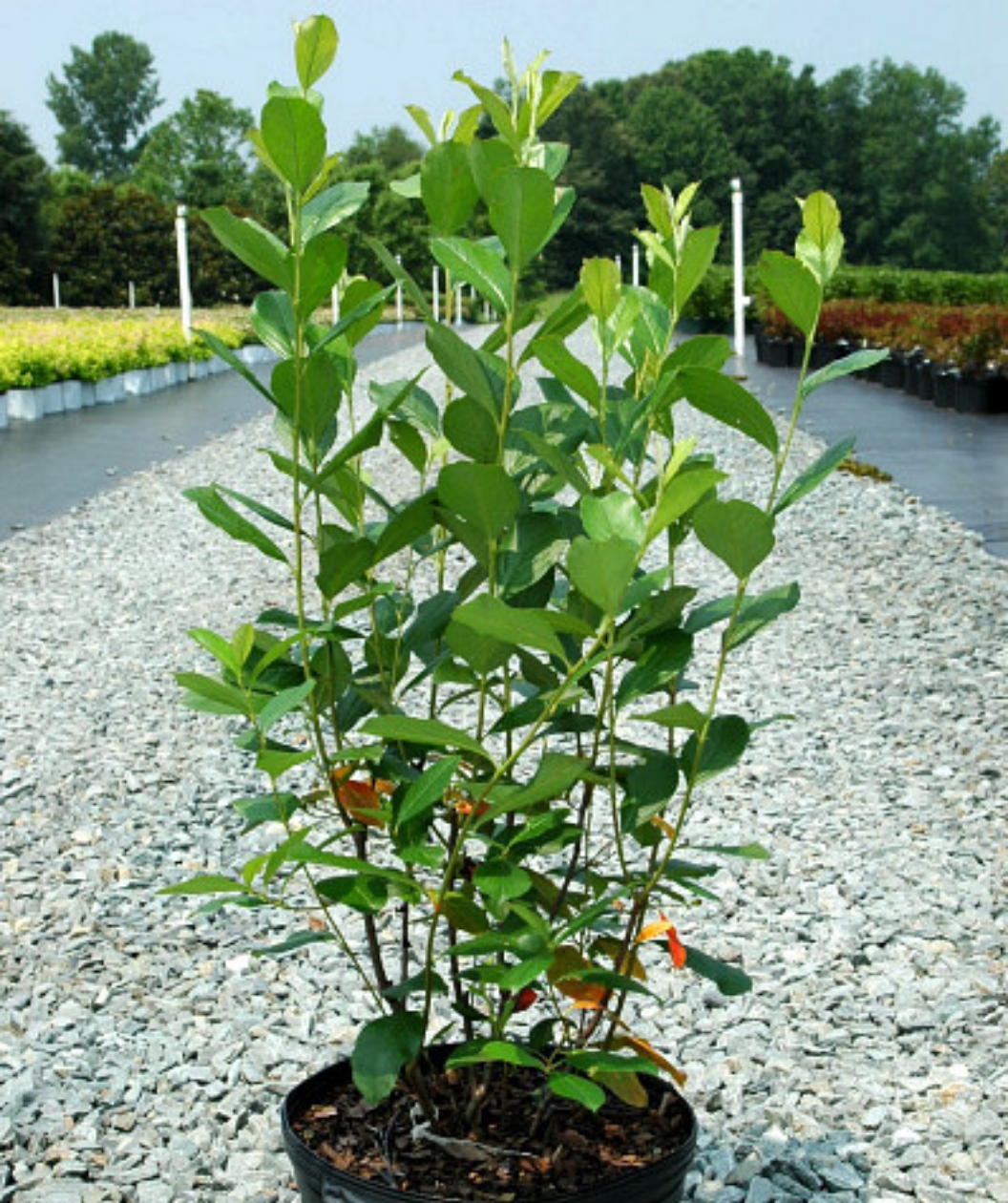 Brilliant Red Chokeberry potted plant