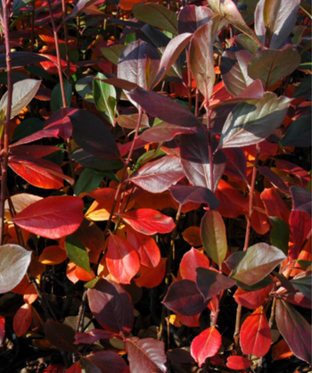 Brilliant Red Chokeberry red fall foliage