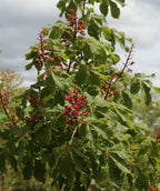 Briotti Red Horsechestnut, dark pink almost red flowers emerging from crinkled looking green leaves