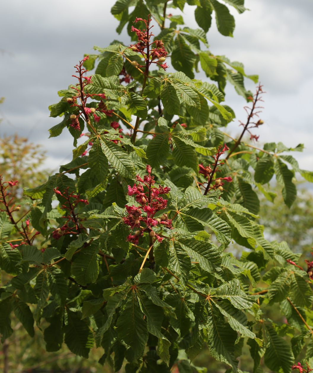 Briotti Red Horsechestnut, dark pink almost red flowers emerging from crinkled looking green leaves