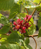 Close up of Briotti Red Horsechestnut flowers, small dark pink almost red flowers with green crinkled looking leaves