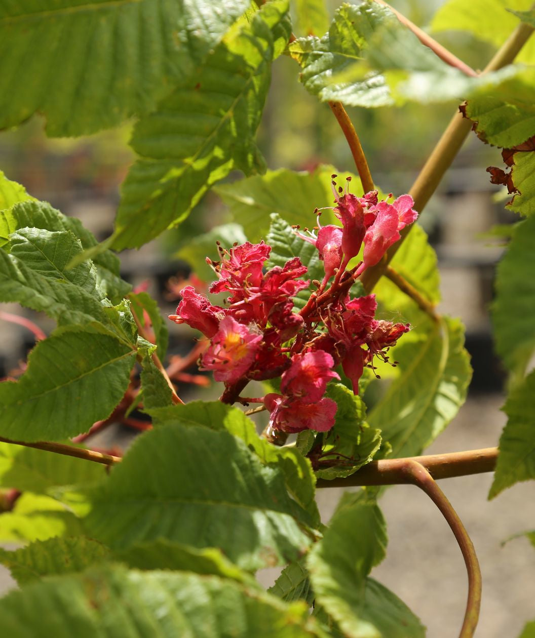 Close up of Briotti Red Horsechestnut flowers, small dark pink almost red flowers with green crinkled looking leaves